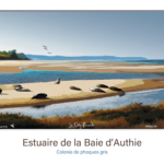 Affiche Phoques gris - Estuaire de la Baie d'Authie