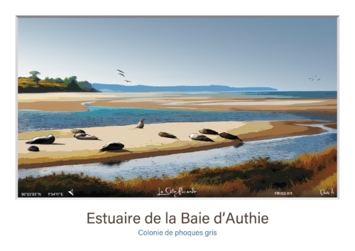 Affiche Phoques gris - Estuaire de la Baie d'Authie