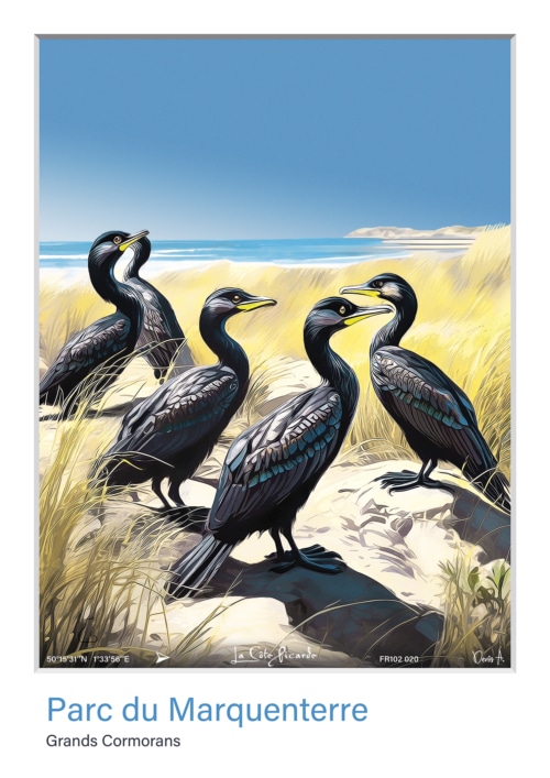 Affiche Grands Cormorans - Parc du Marquenterre