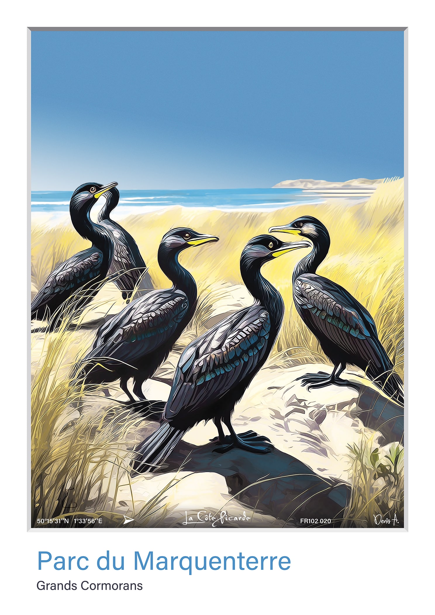 Affiche Parc du Marquenterre Grands Cormorans FR102 020