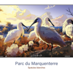 Affiche Spatules blanches - Parc ornithologique du Marquenterre