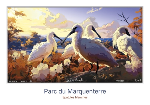 Affiche Spatules blanches - Parc ornithologique du Marquenterre