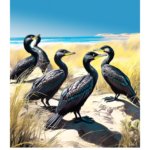 Affiche Baie de Somme Illustration Grands Cormorans