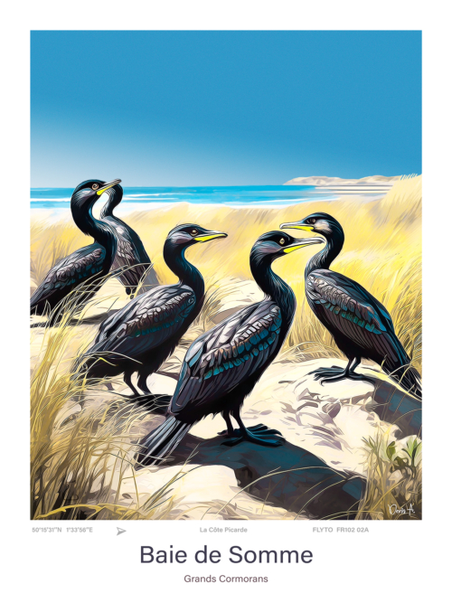 Affiche Baie de Somme Illustration Grands Cormorans FR102 02A A