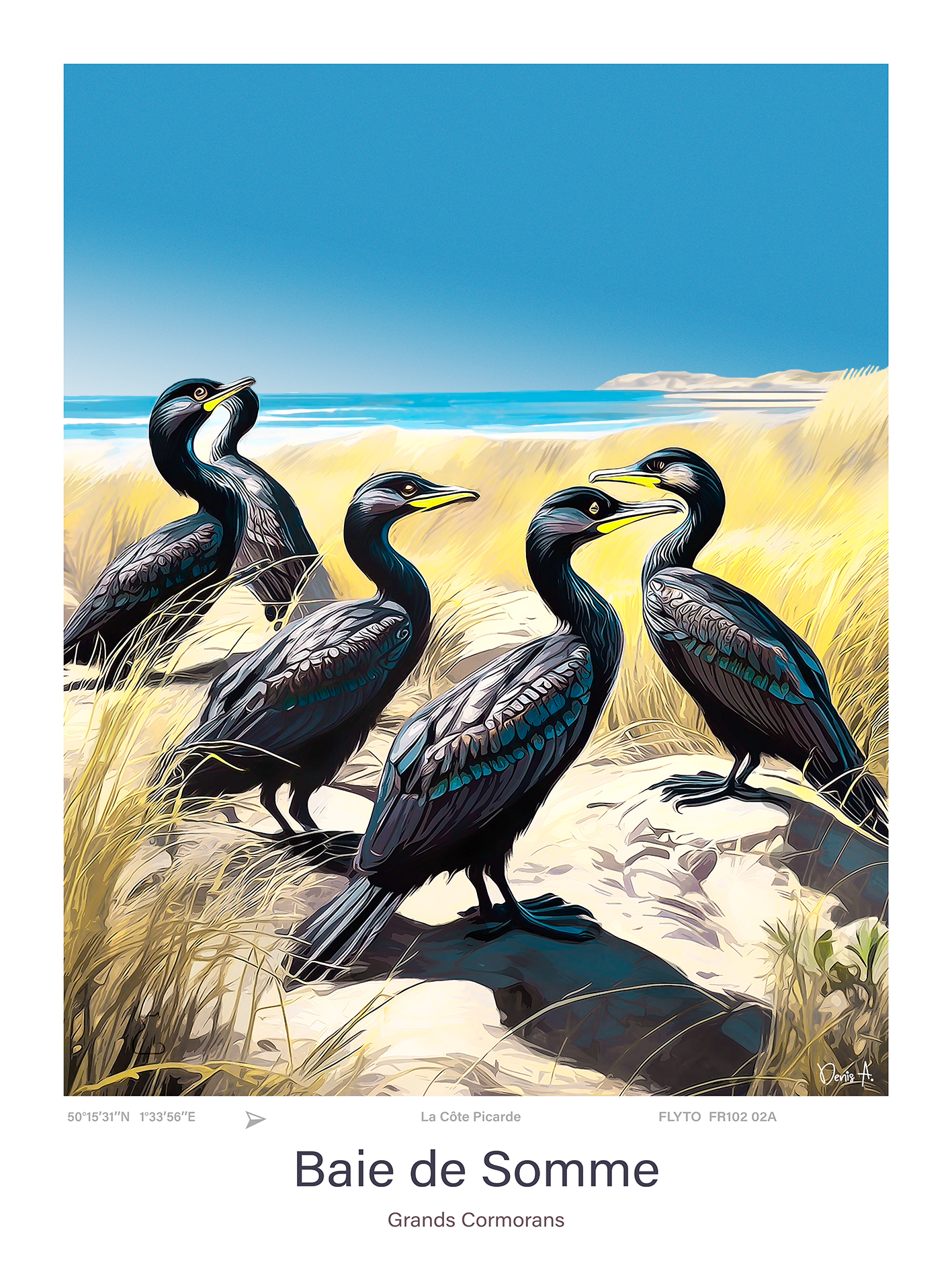 Affiche Baie de Somme Illustration Grands Cormorans 1 Affiche Baie de Somme Illustration Grands Cormorans